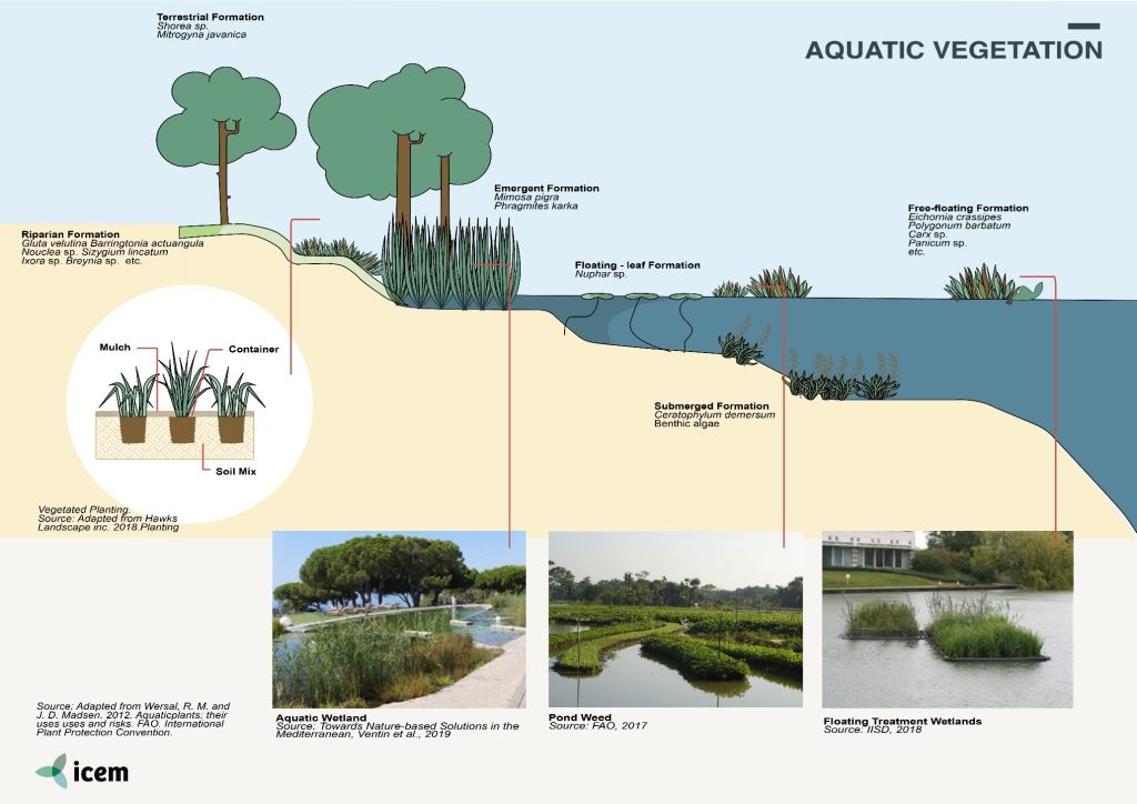 AQUATIC VEGETATION